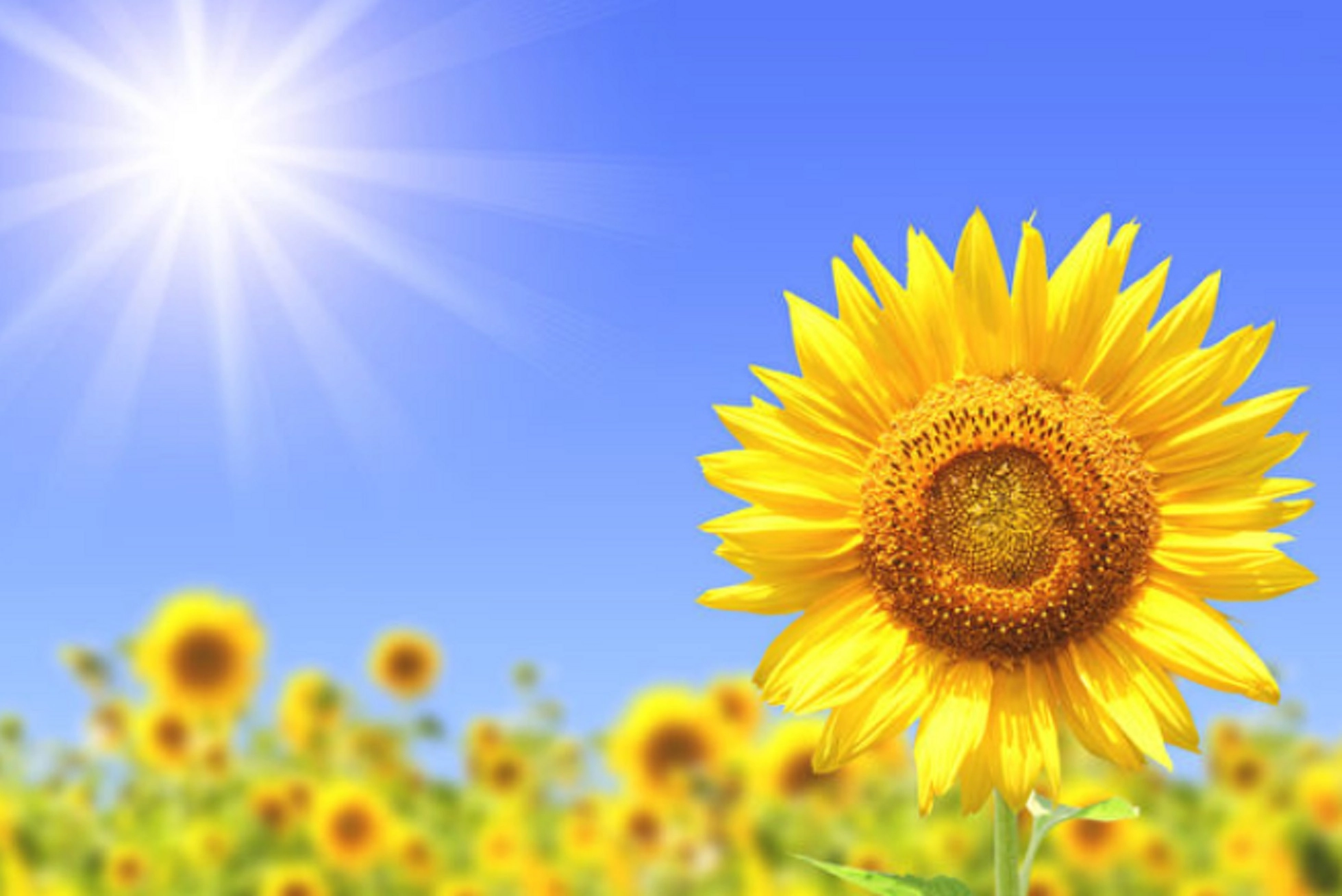 太陽花代表自己